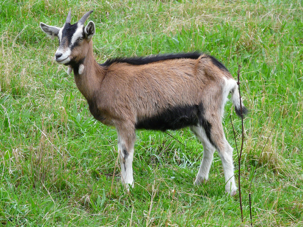 goat young animal horns free photo