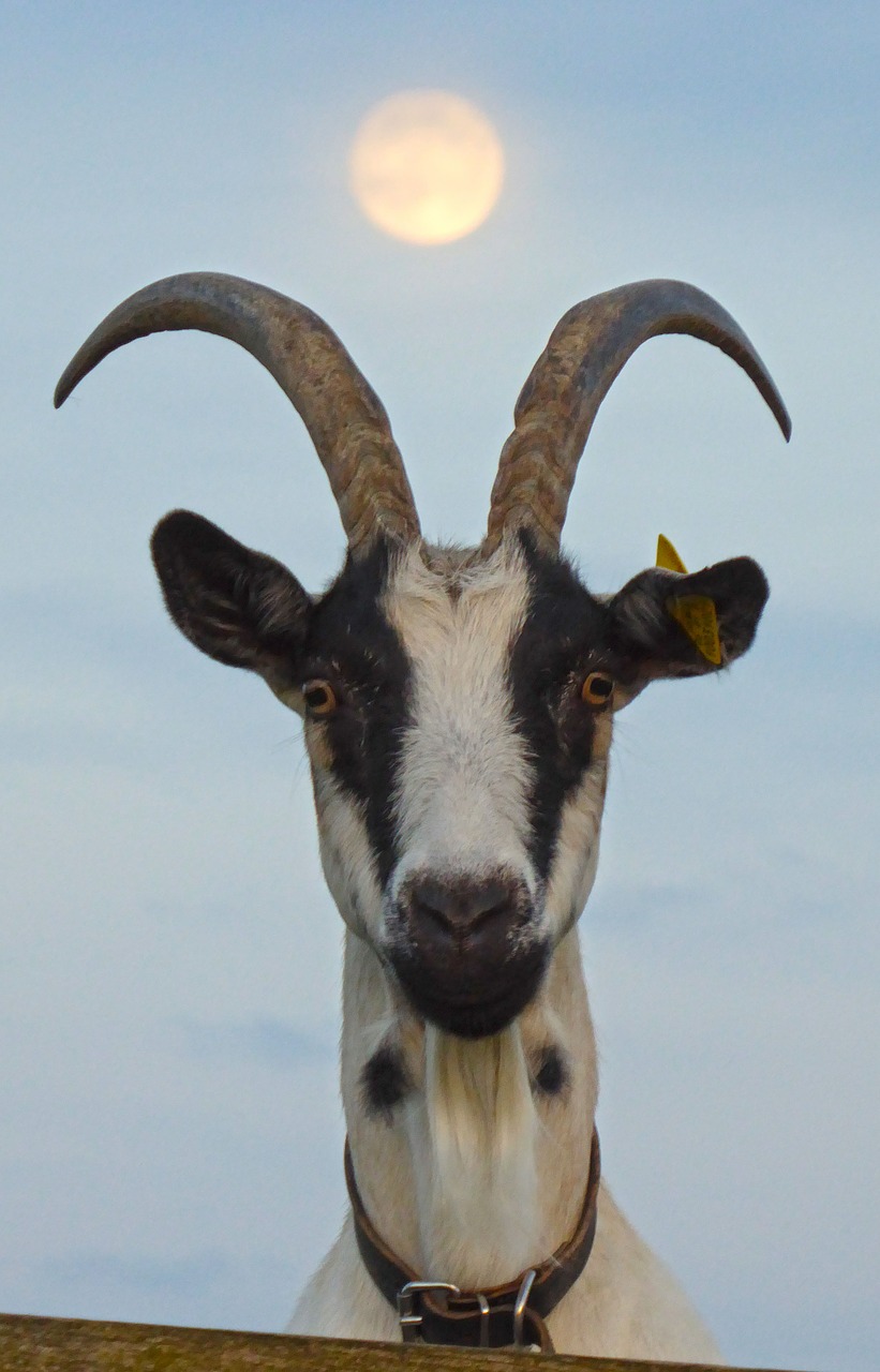 Download free photo of Goat,pet,moon,nature,full moon - from needpix.com