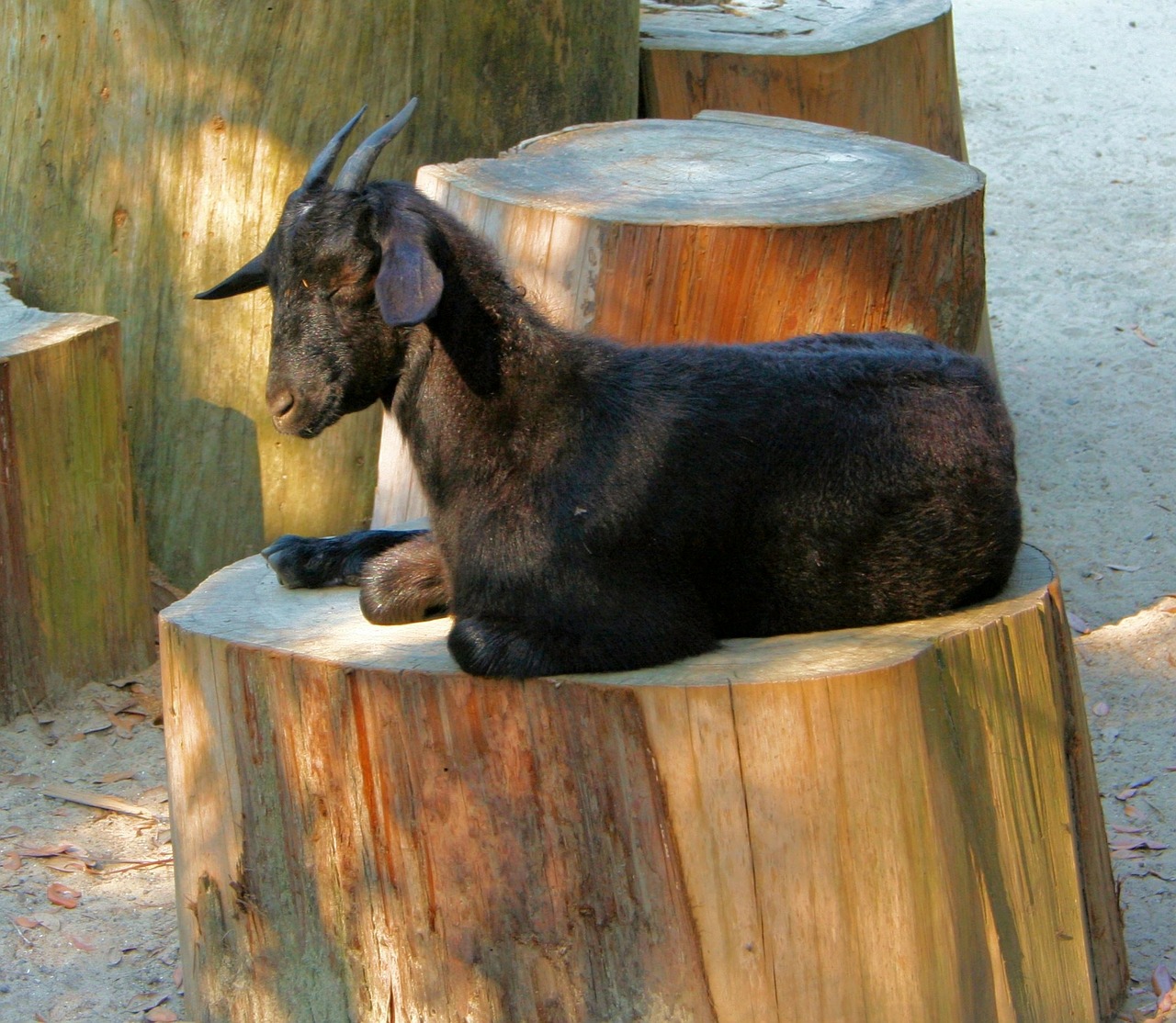 goat sleepy resting free photo