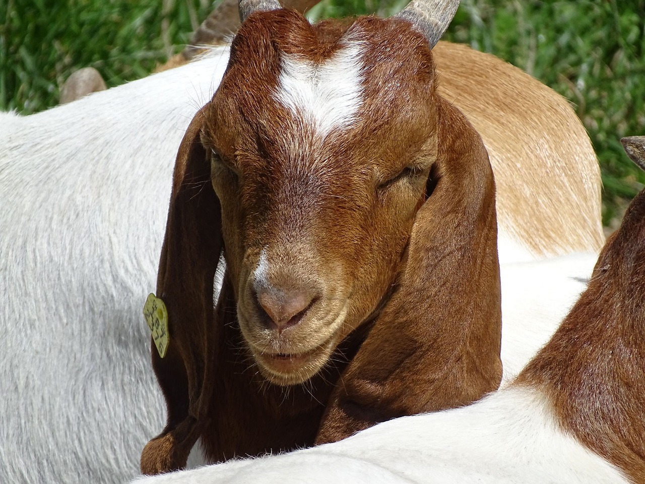 goat flock horns free photo