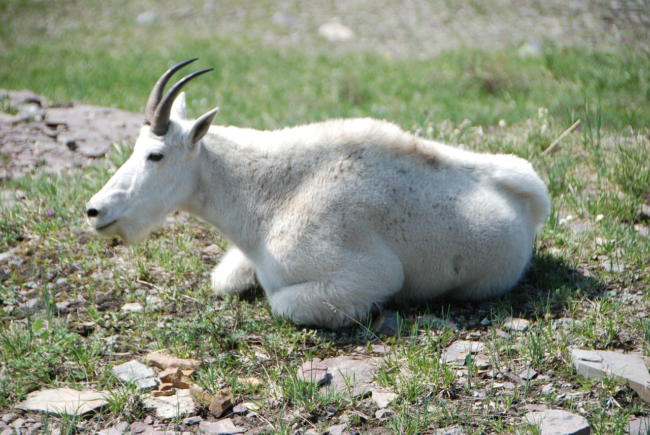 goat goats mountain goat free photo