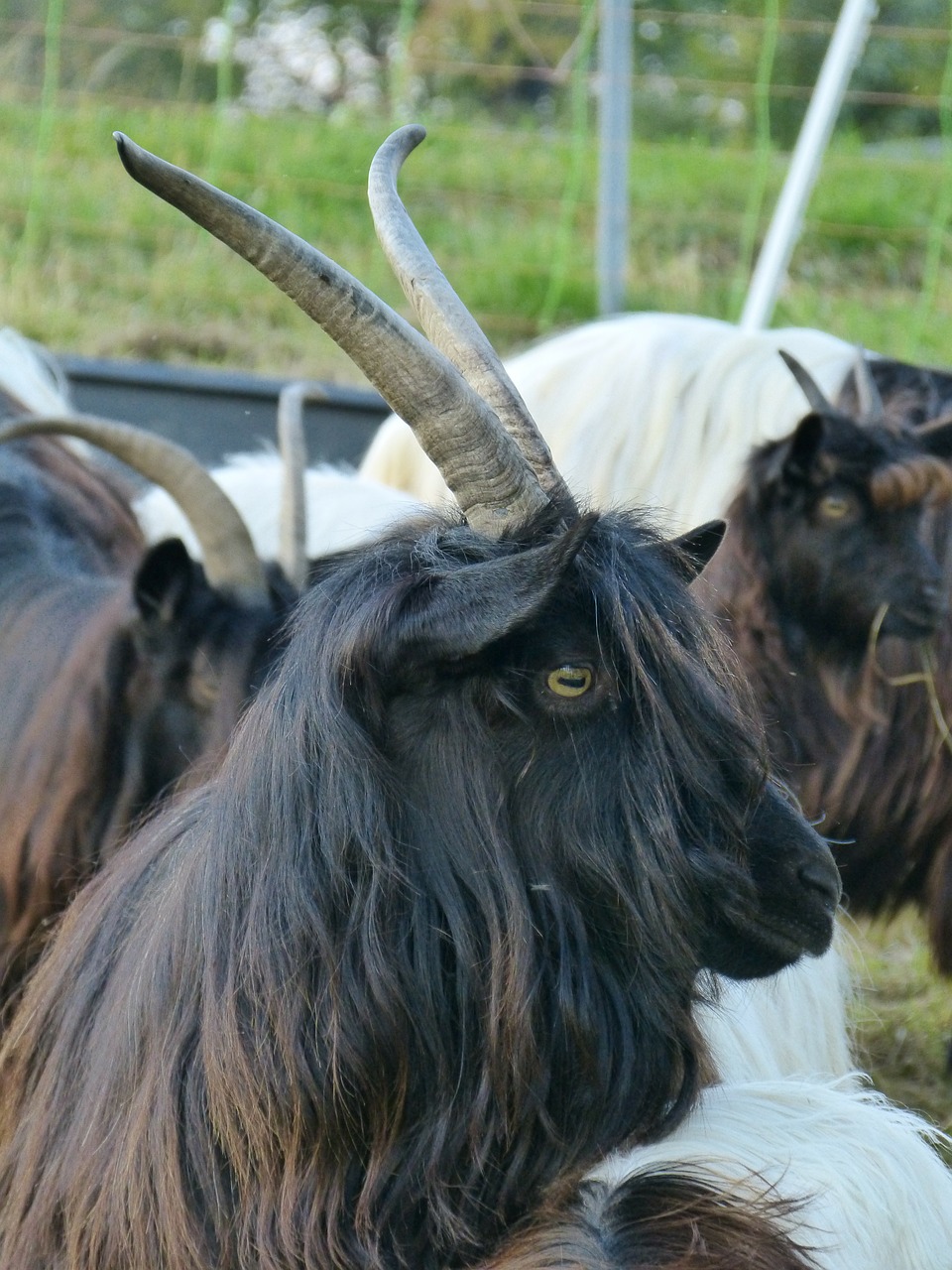 goat mammal paarhufer free photo