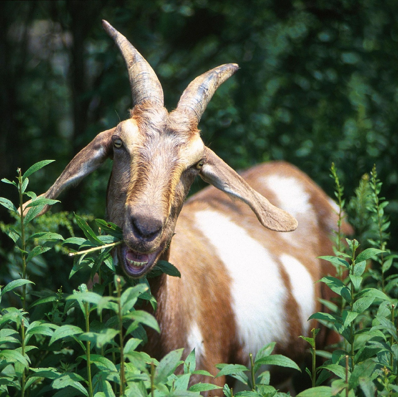 goat eating weeds free photo