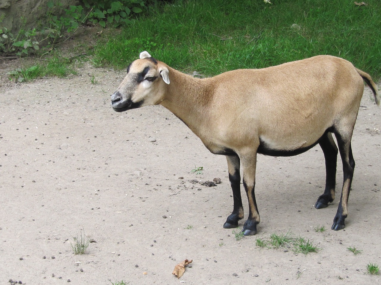 goat dwarf goat sanfrancisco free photo