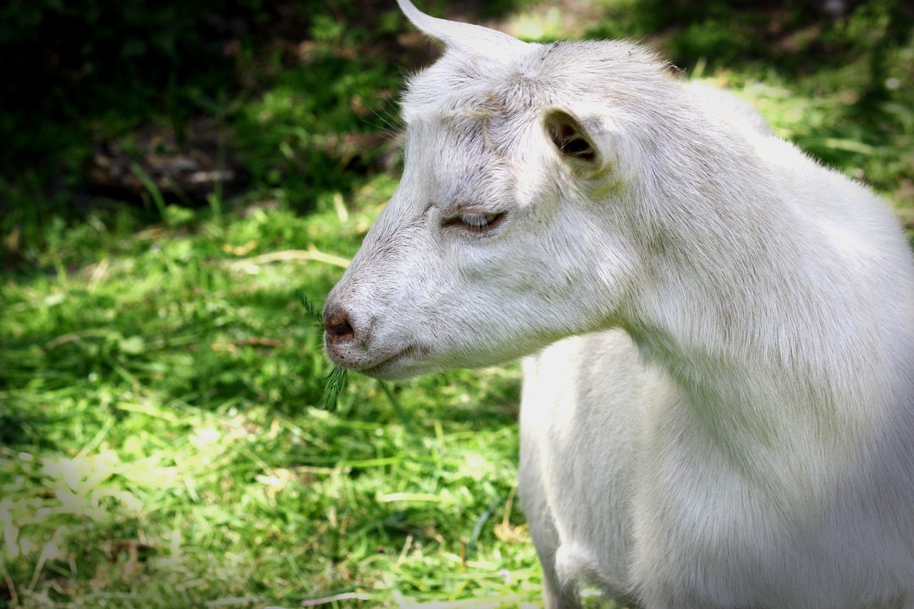 goat livestock pet free photo