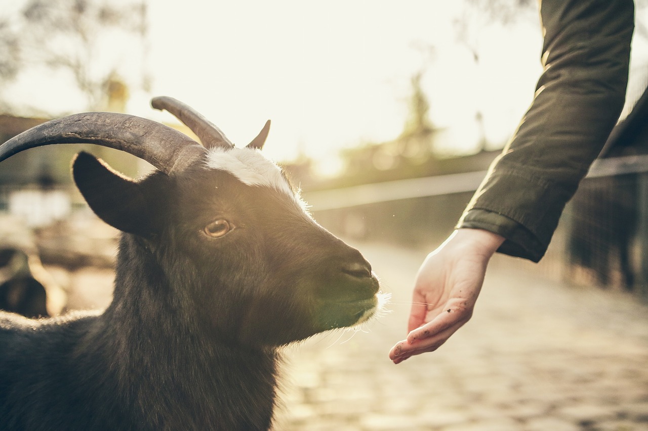 goat animal feeding free photo