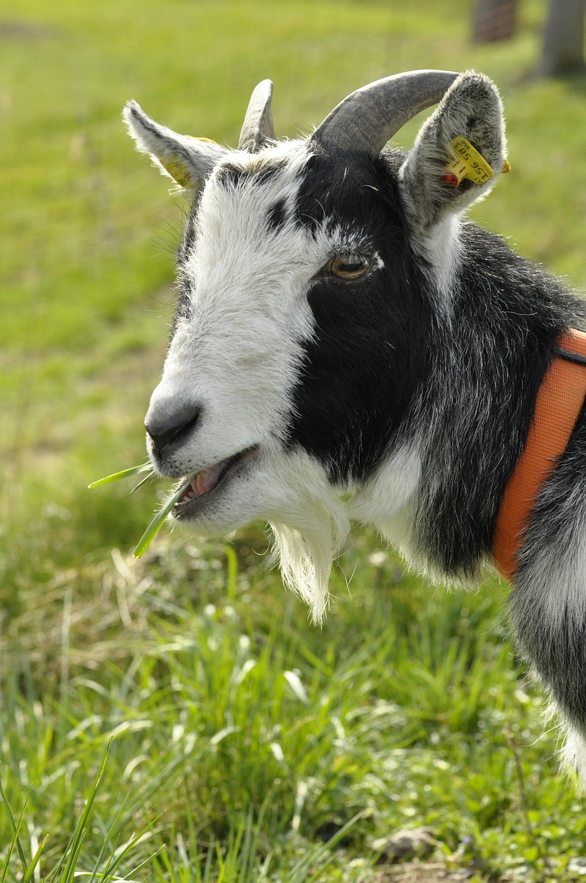 goat animal farm free photo
