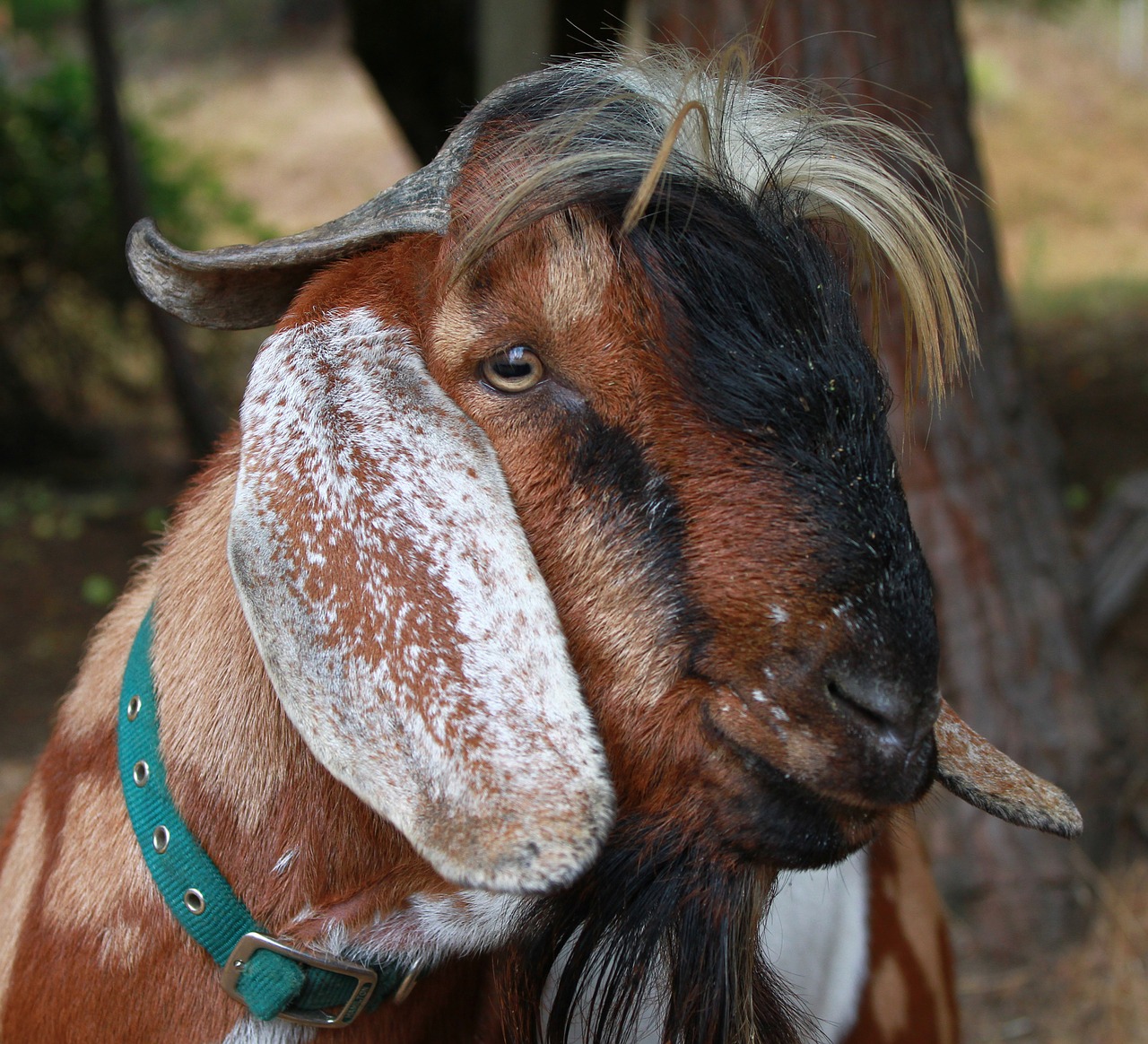 goat billygoat fa free photo