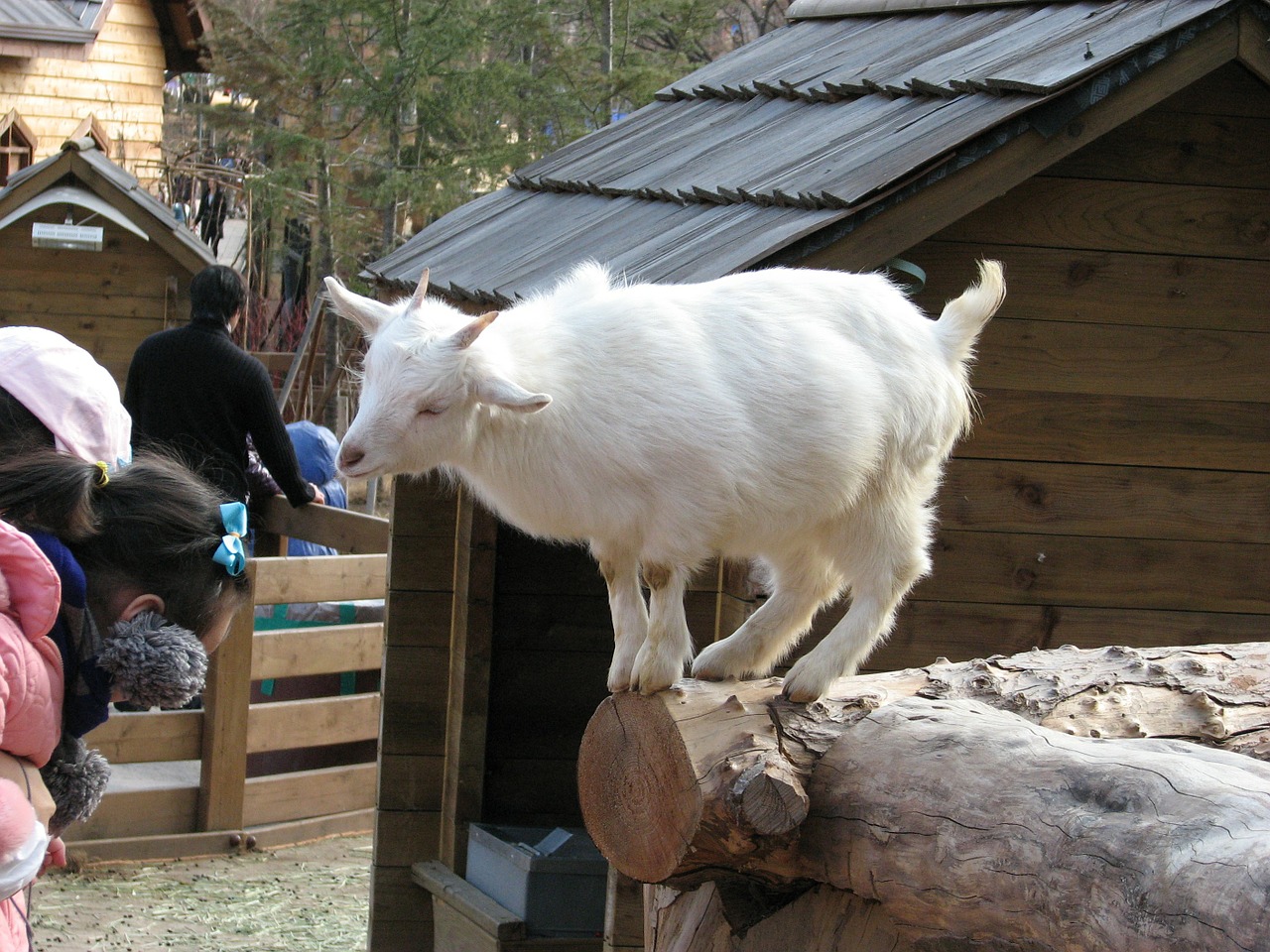 goat farm animal free photo