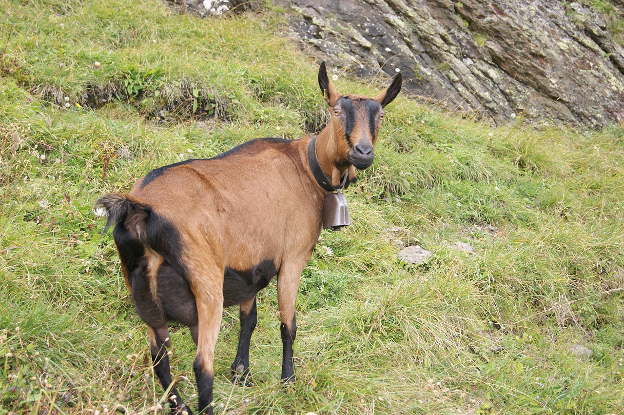 goat mountains meadow free photo