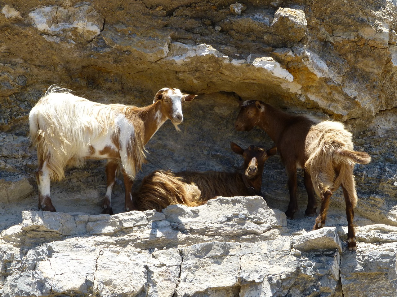 goat mountain summer free photo