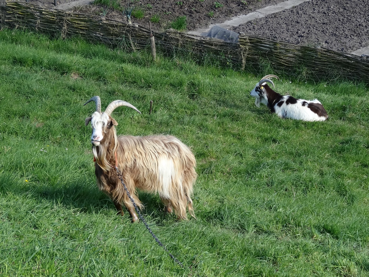 goat goats meadow free photo