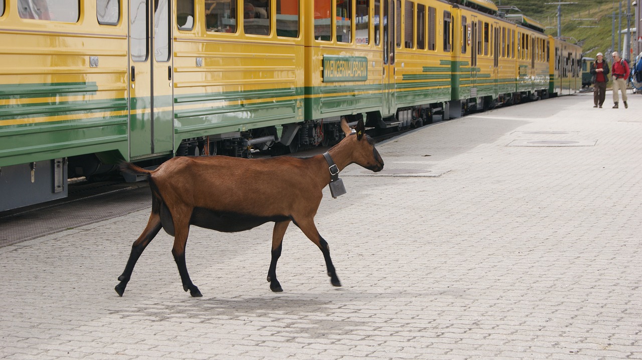 goat rack railway jungfrau railway free photo
