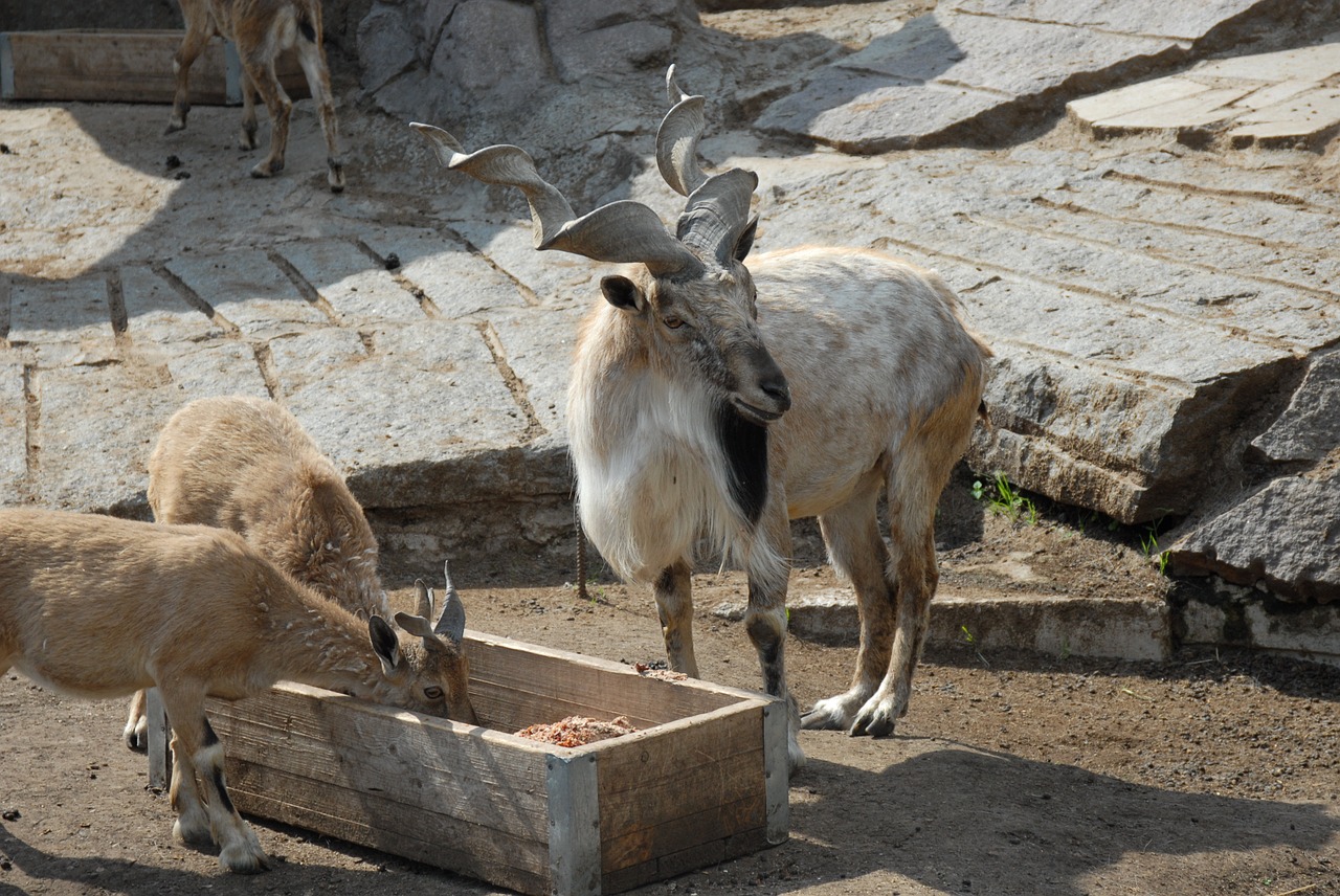 goat goats mountain free photo