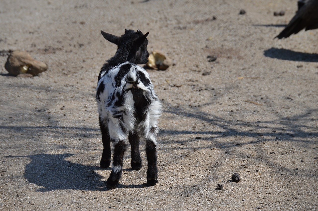 goat black and white fur free photo