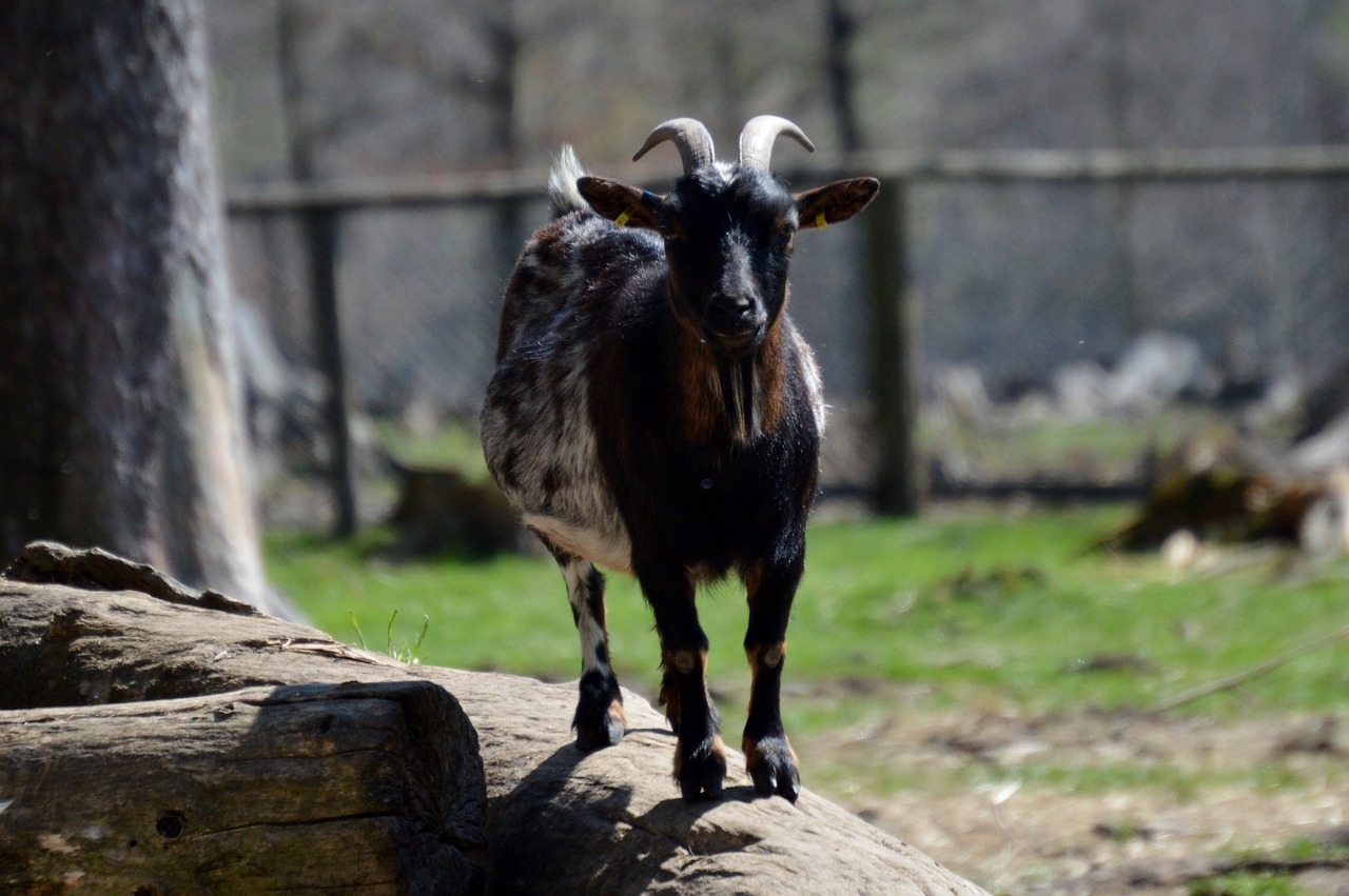 goat animal animal world free photo