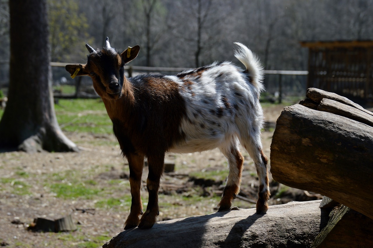 goat animal animal world free photo