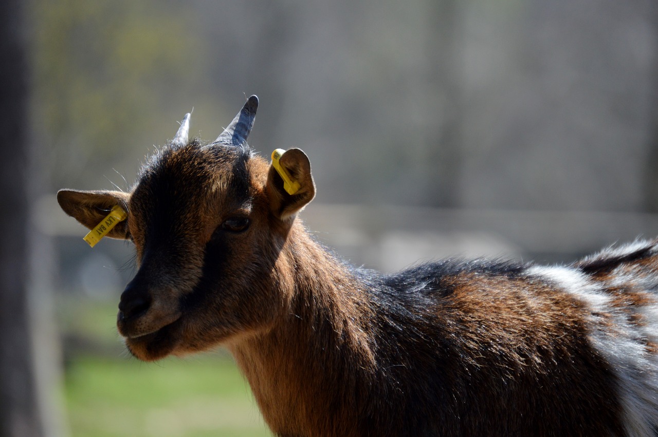 goat animal animal world free photo