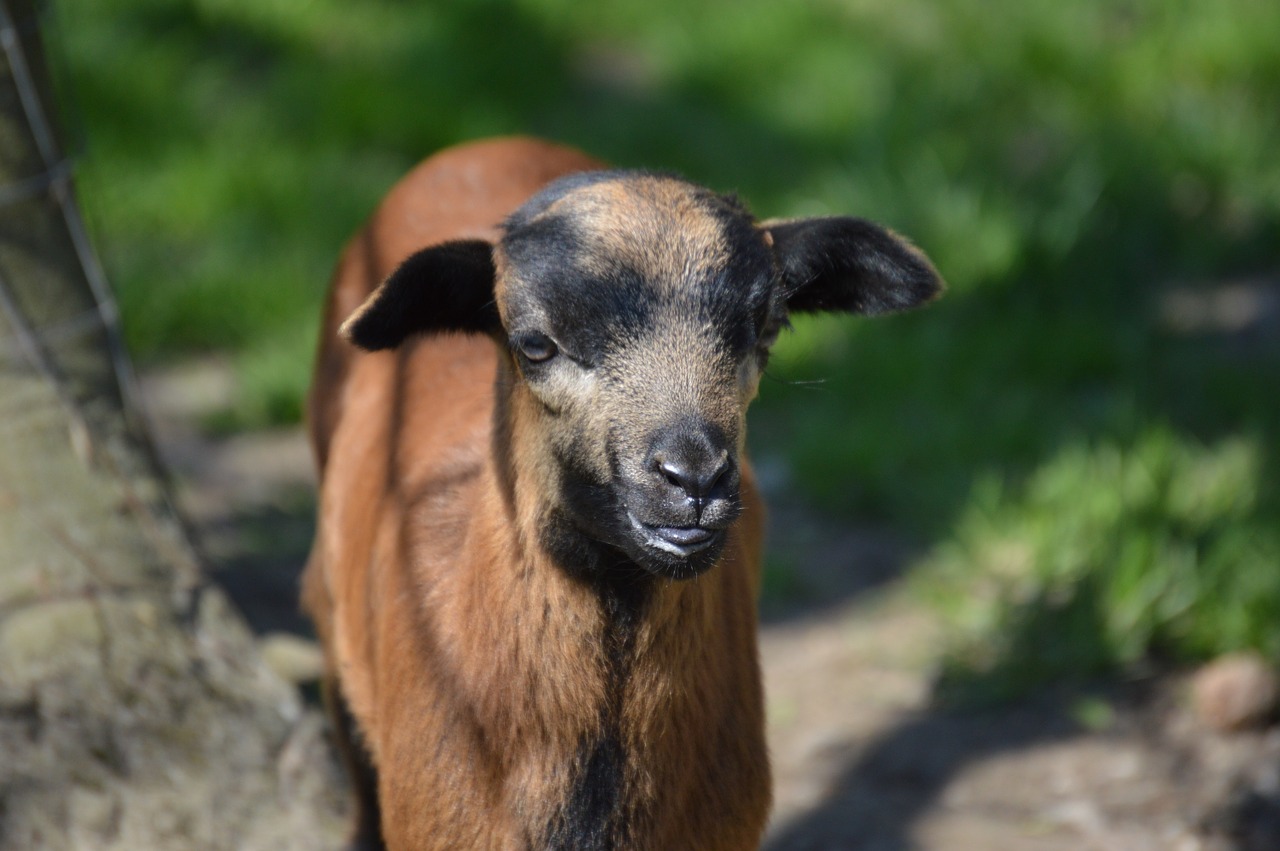 goat animal animal world free photo