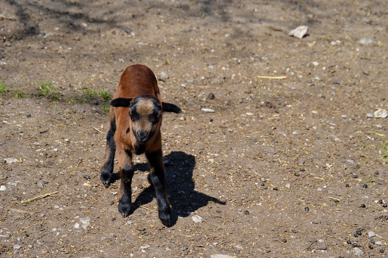 goat animal animal world free photo