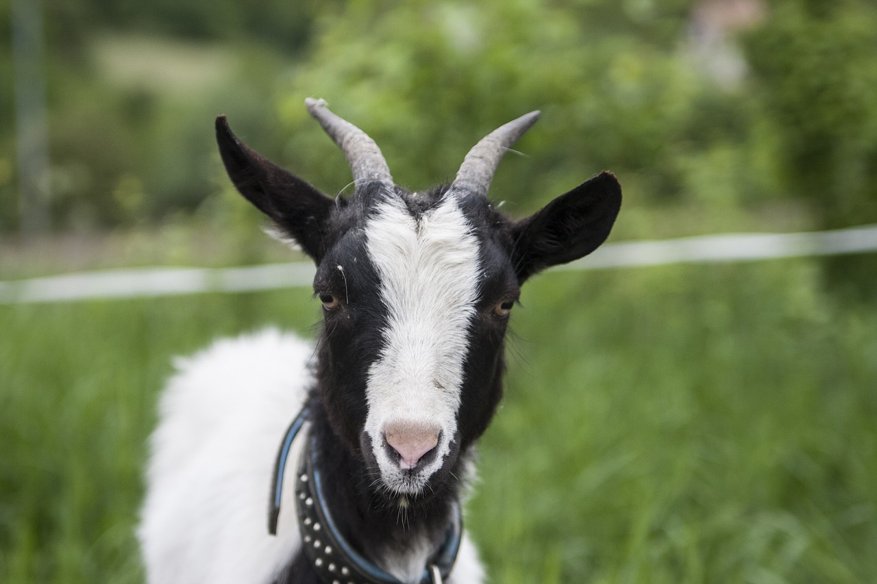 goat animals zw free photo