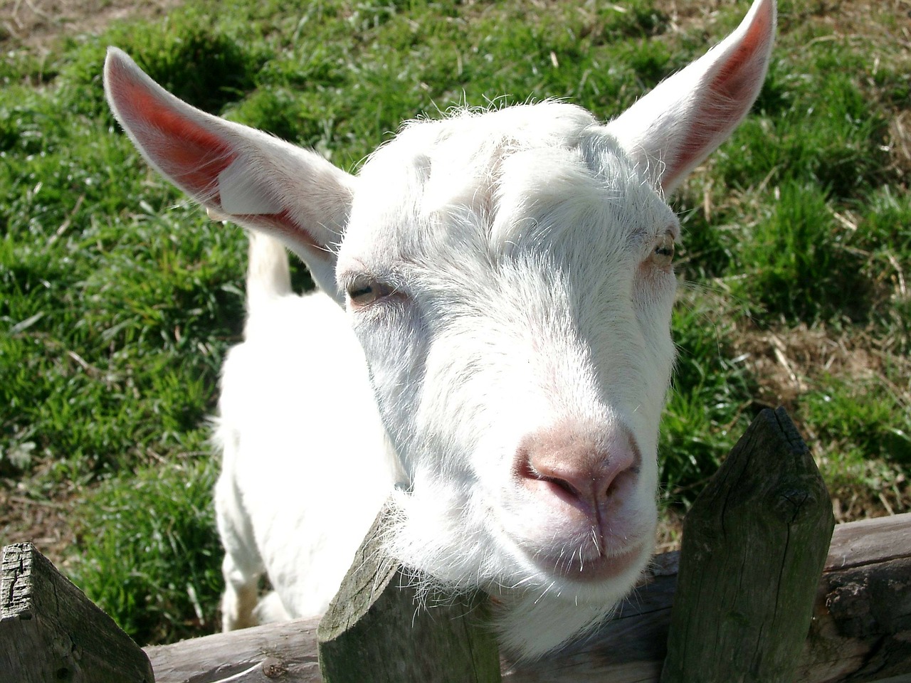 goat animal mammal free photo