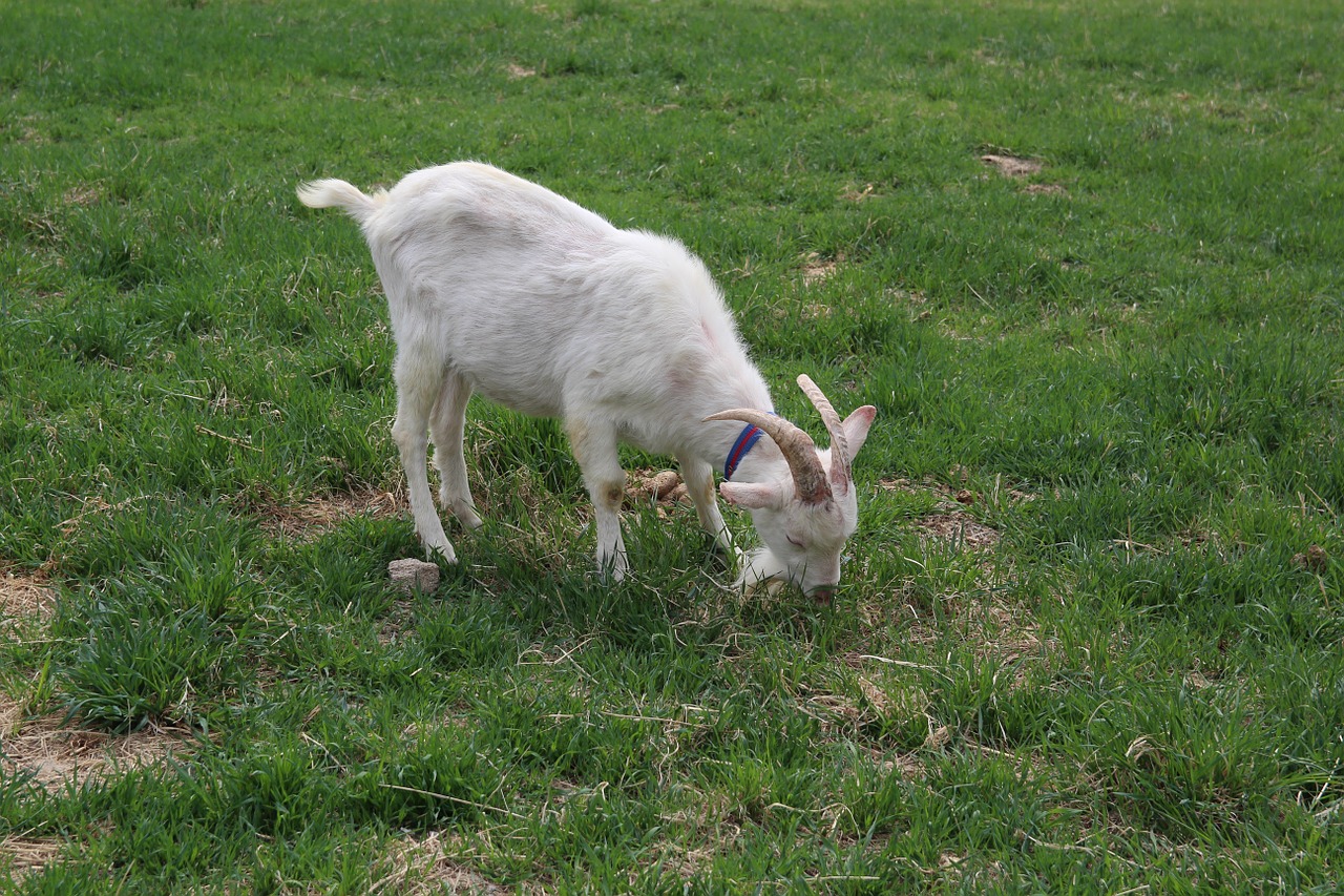 goat pool meadow free photo