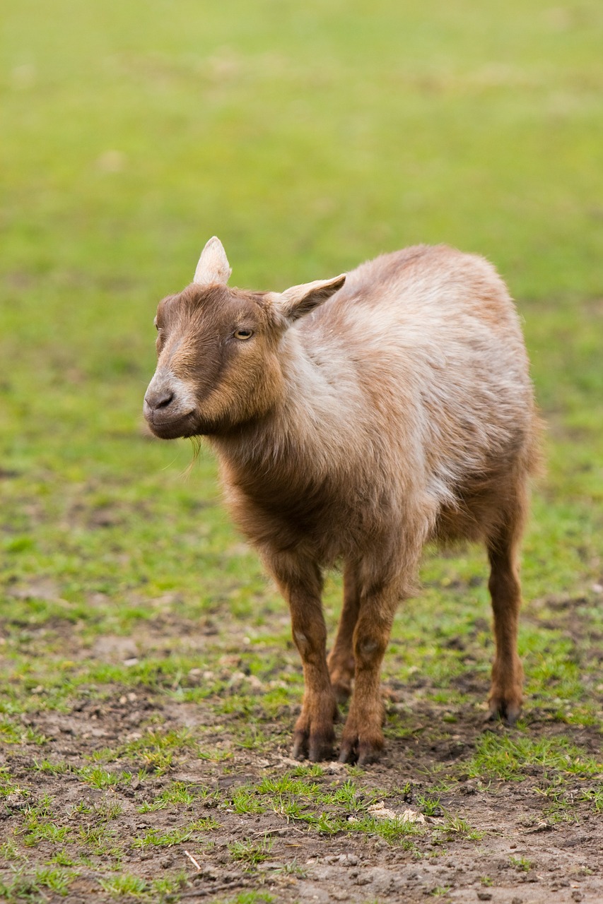 goat animal brown free photo