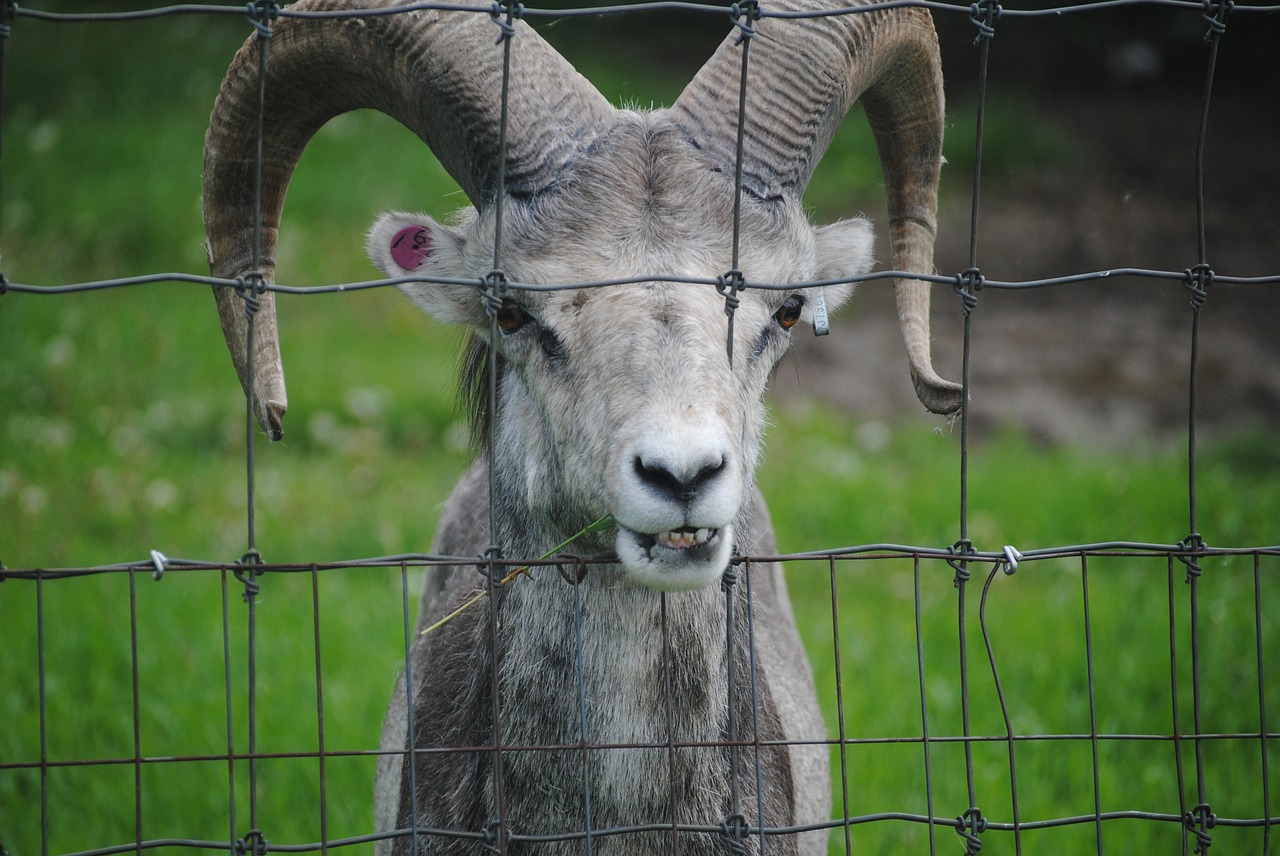 goat zoo looking free photo