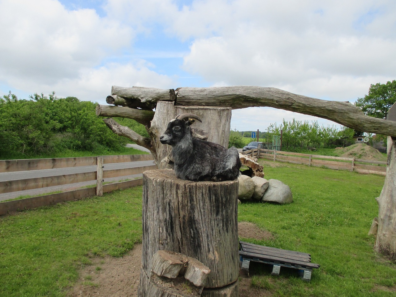 goat tree chill out free photo