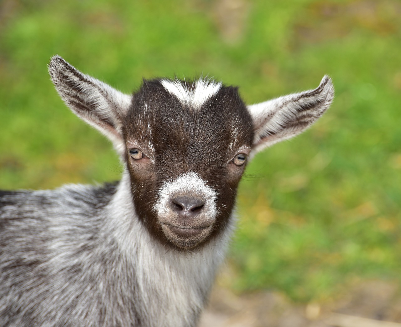 goat goats kid free photo