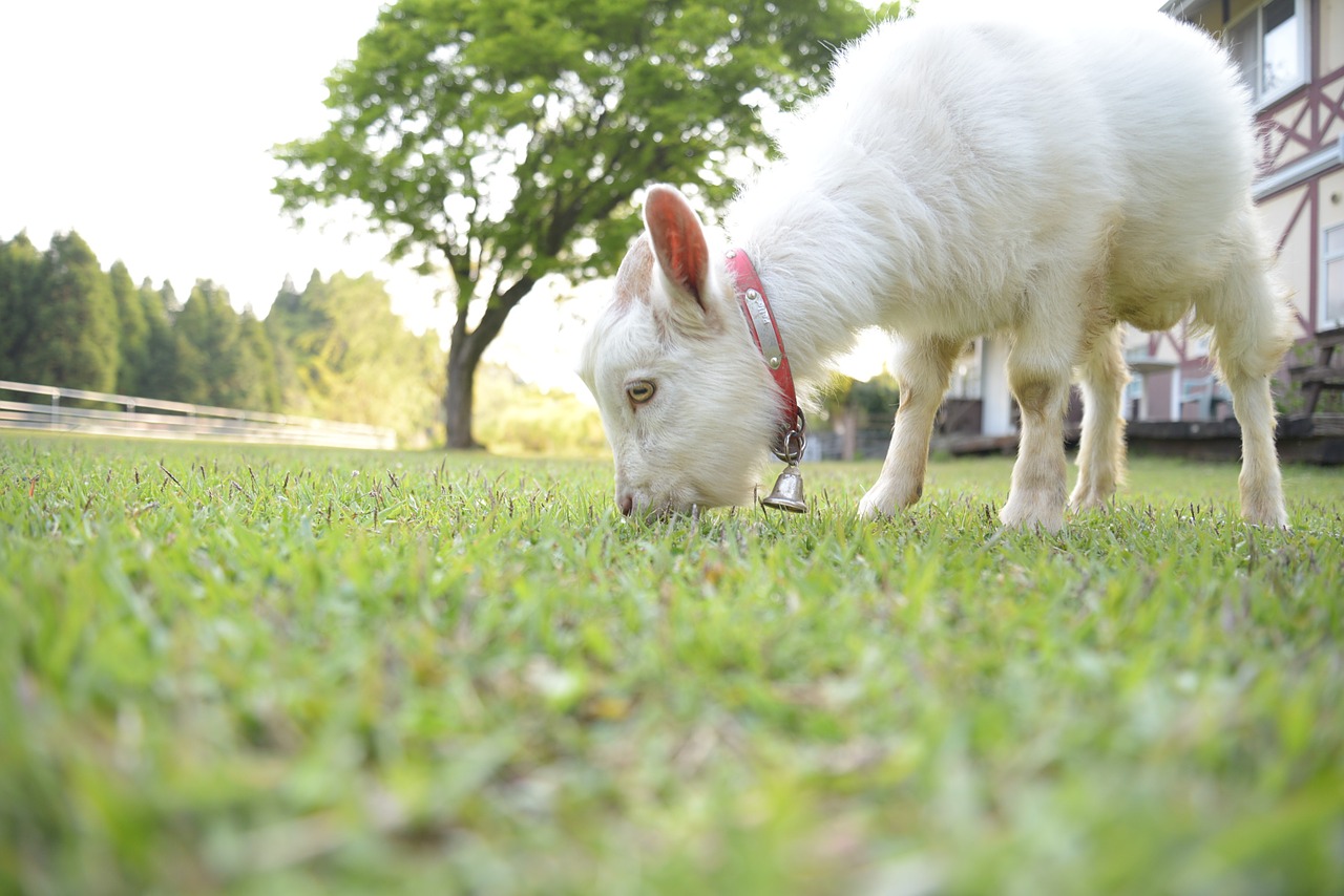 goat japan summer free photo