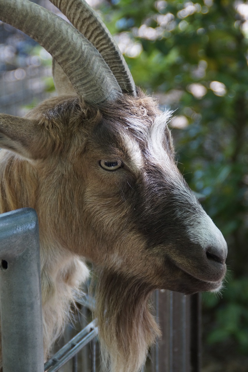 goat billy goat fence free photo