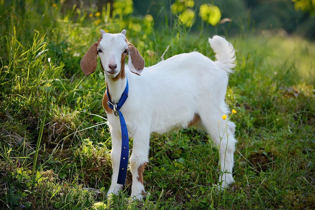 goat animal young animal free photo