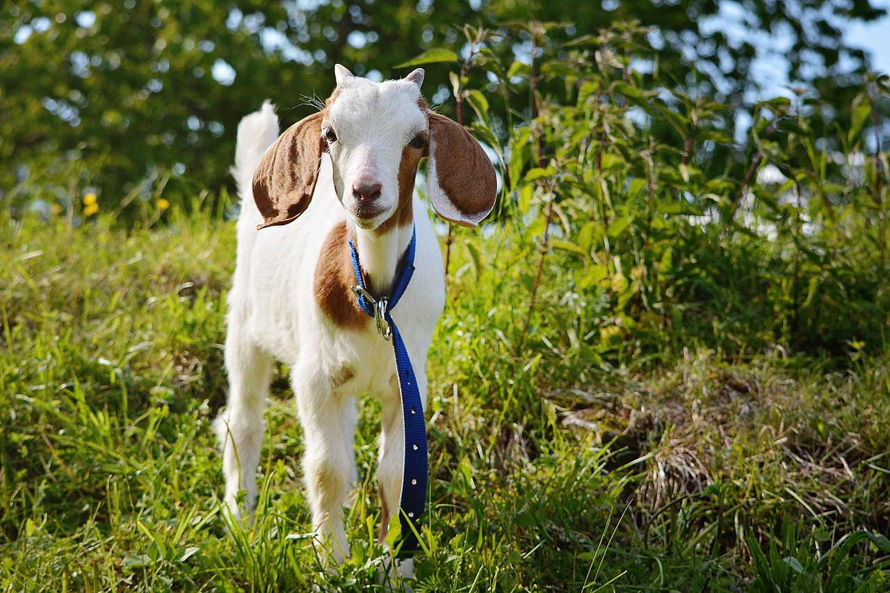 goat kitz young animal free photo