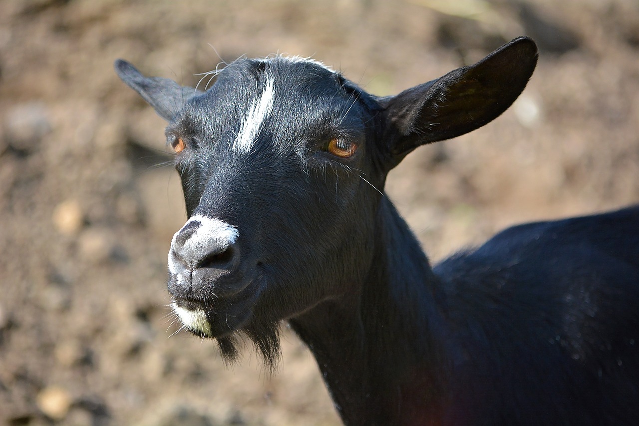 goat animal mammal free photo