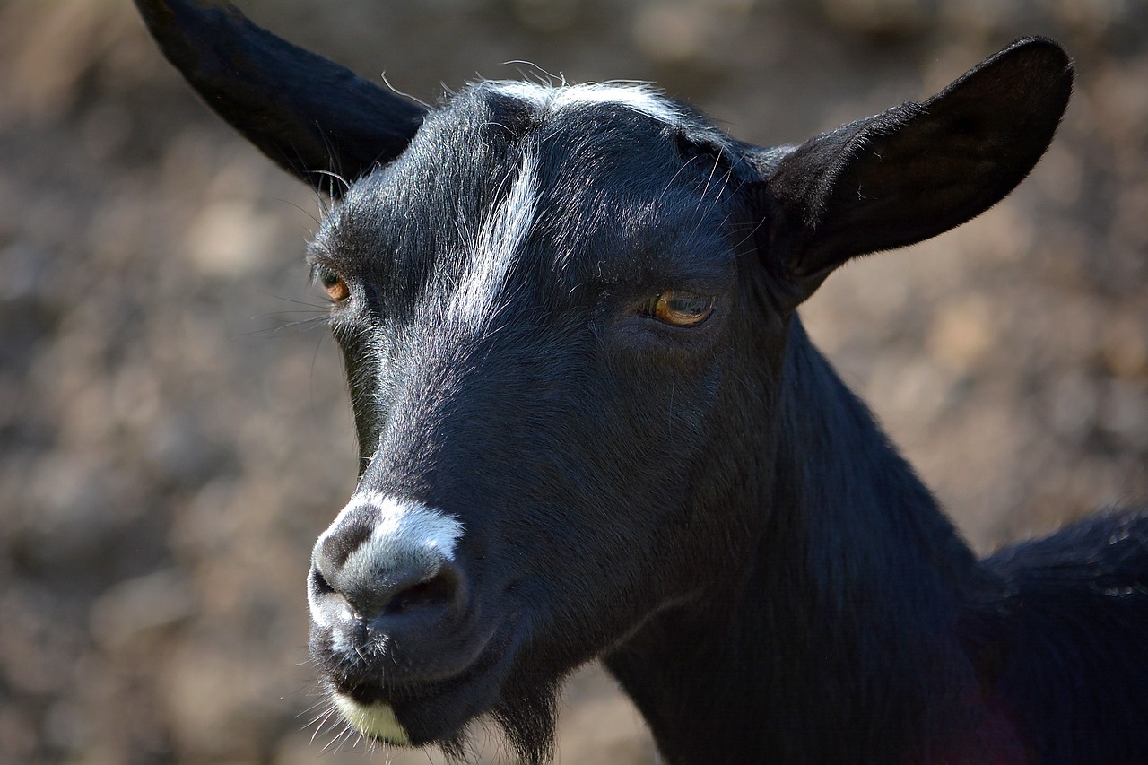 goat animals mammals free photo