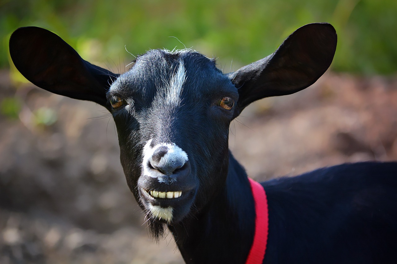 goat animal mammals free photo