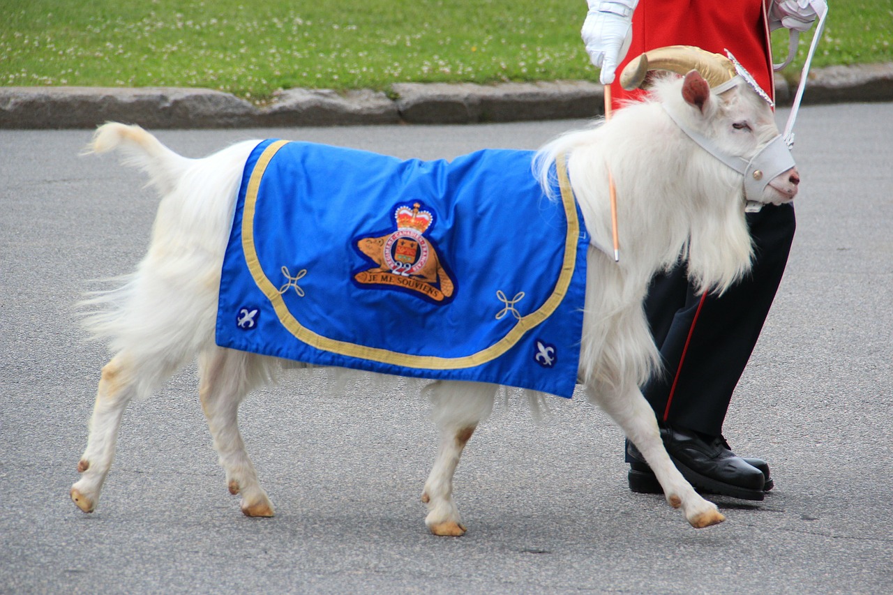 goat mascot canada free photo