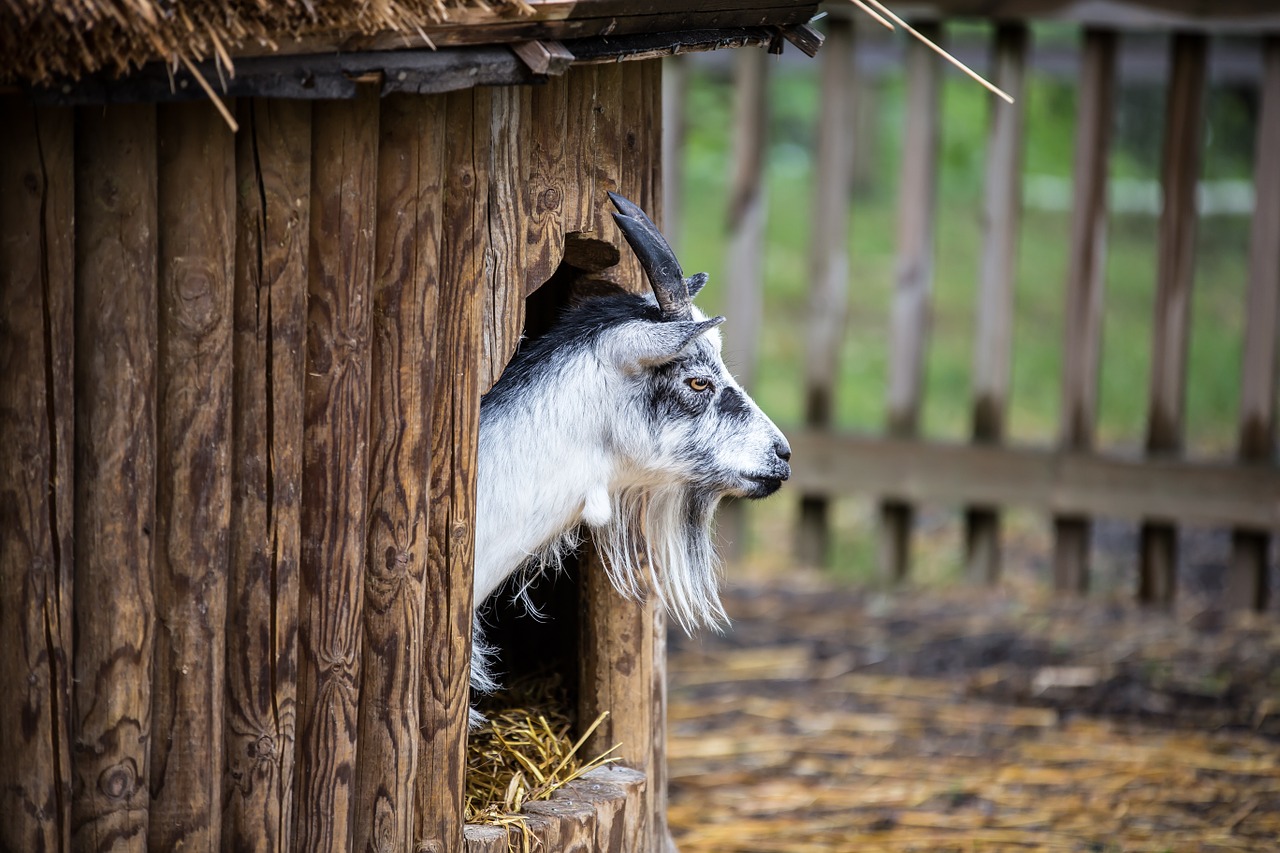 goat animal claus free photo