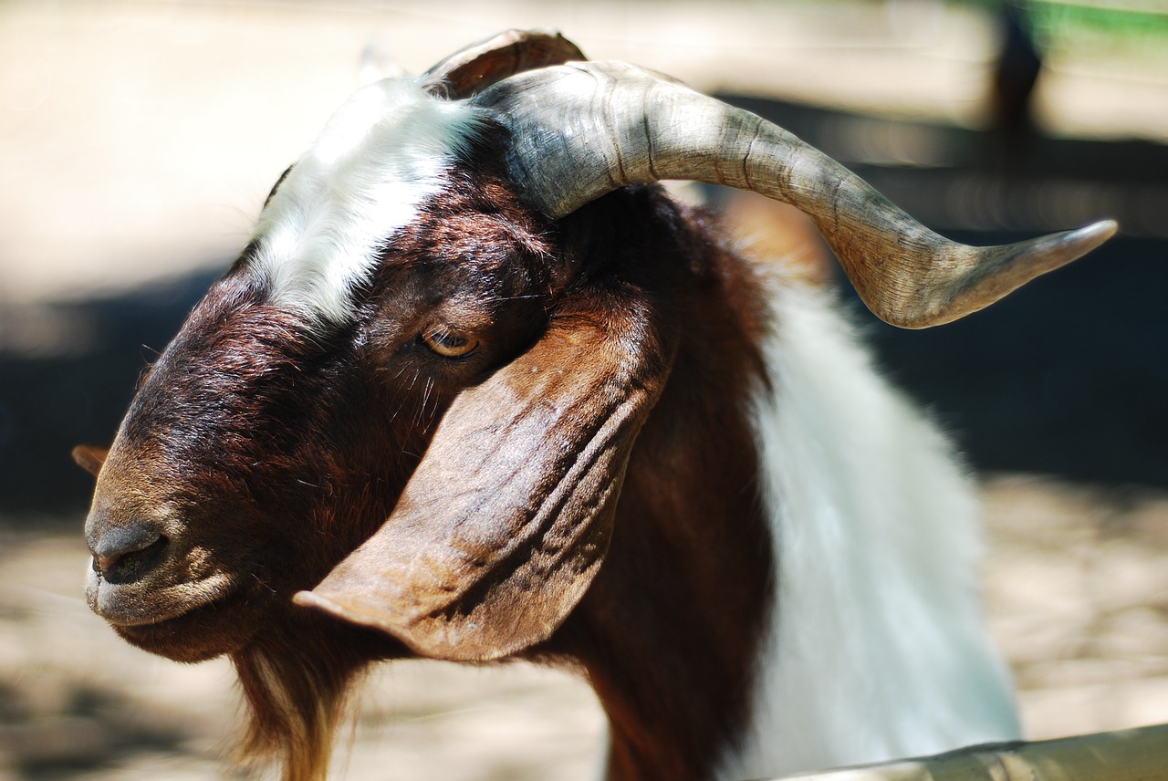 goat animal farm free photo