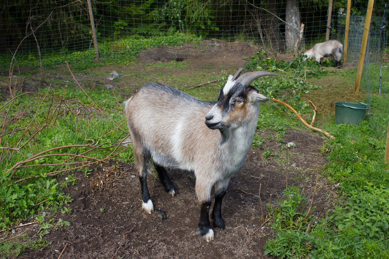 goat animal swedish free photo