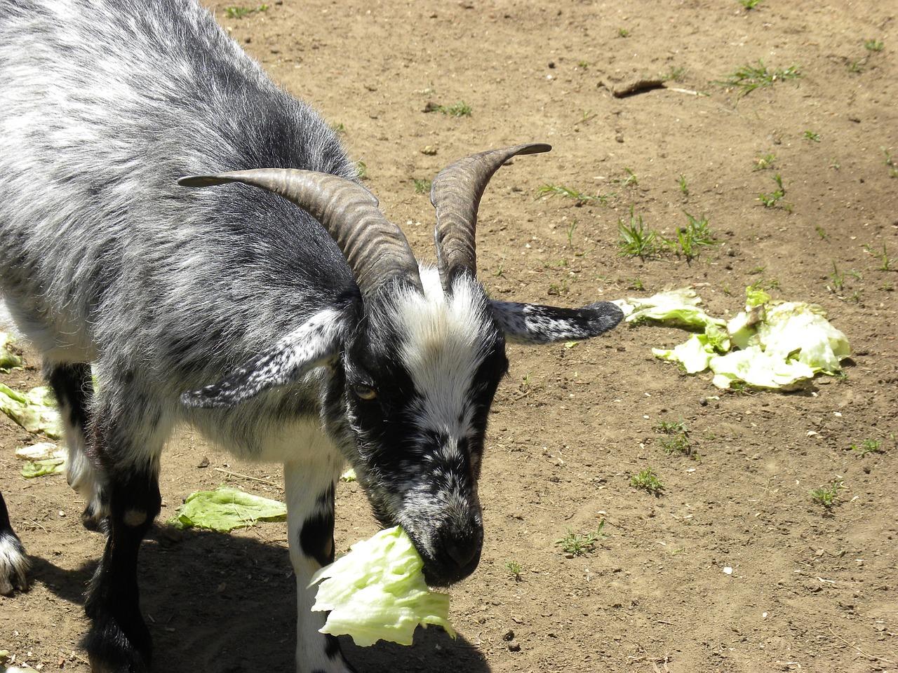 goat eat lettuce free photo