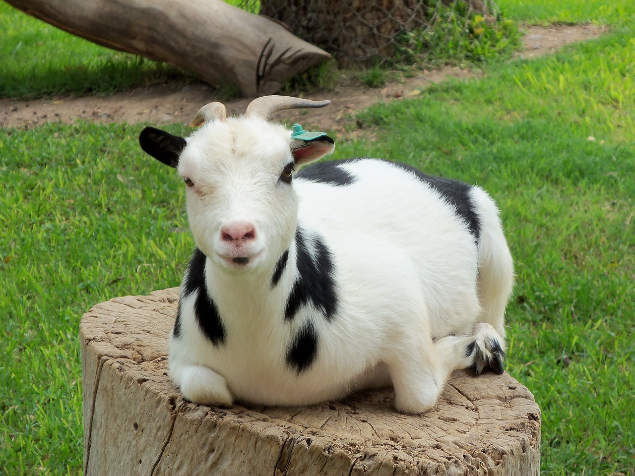 goat animal ibex free photo