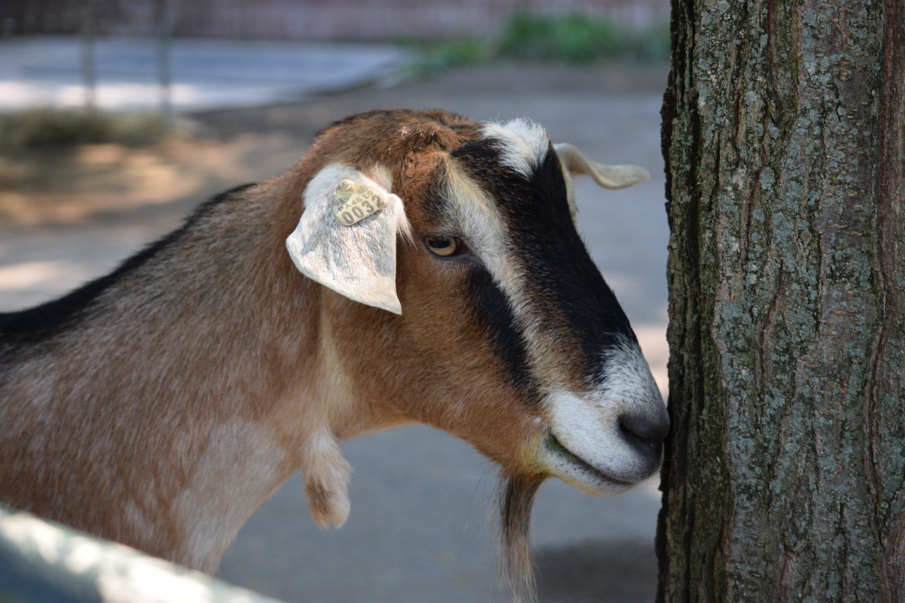 goat pittsburgh zoo shy free photo
