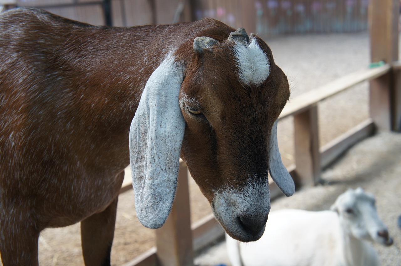 goat head zoo free photo