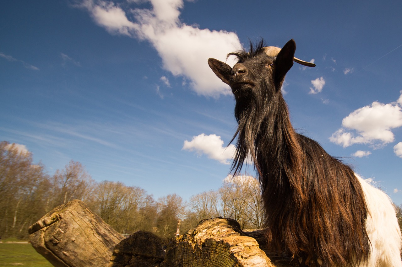 goat blue sky free photo