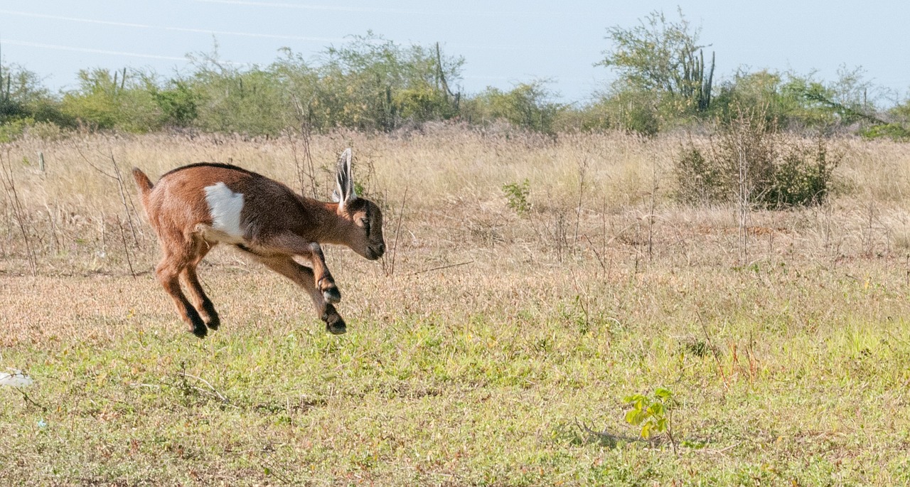 goat baby jumping free photo