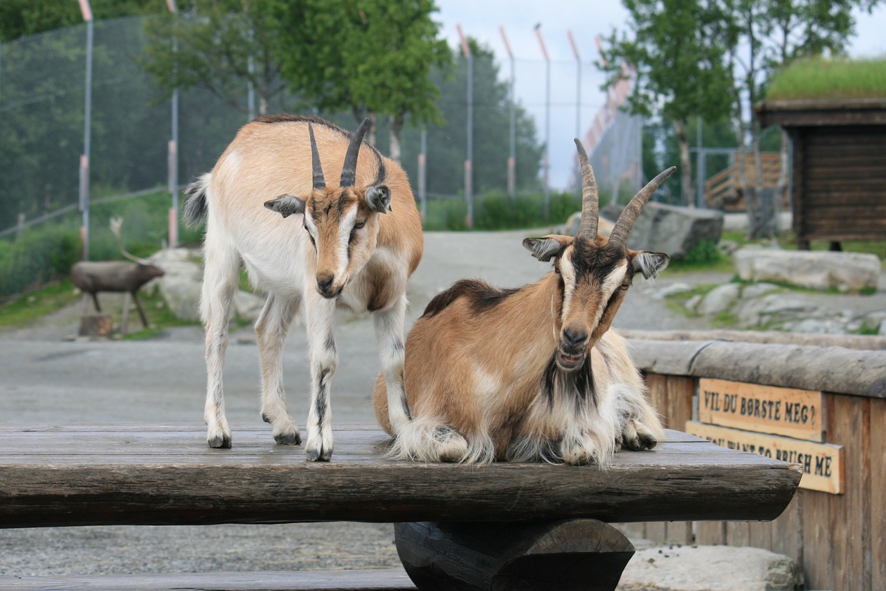 goat nature farm free photo