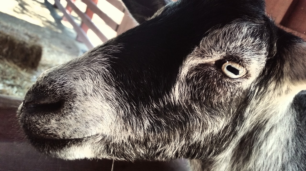 goat animal ranch free photo